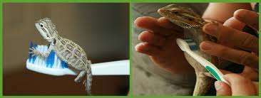 Bathe A Bearded Dragon