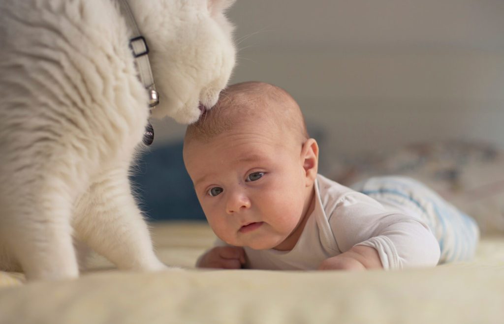 Why Does My Cat Lick My Hair?