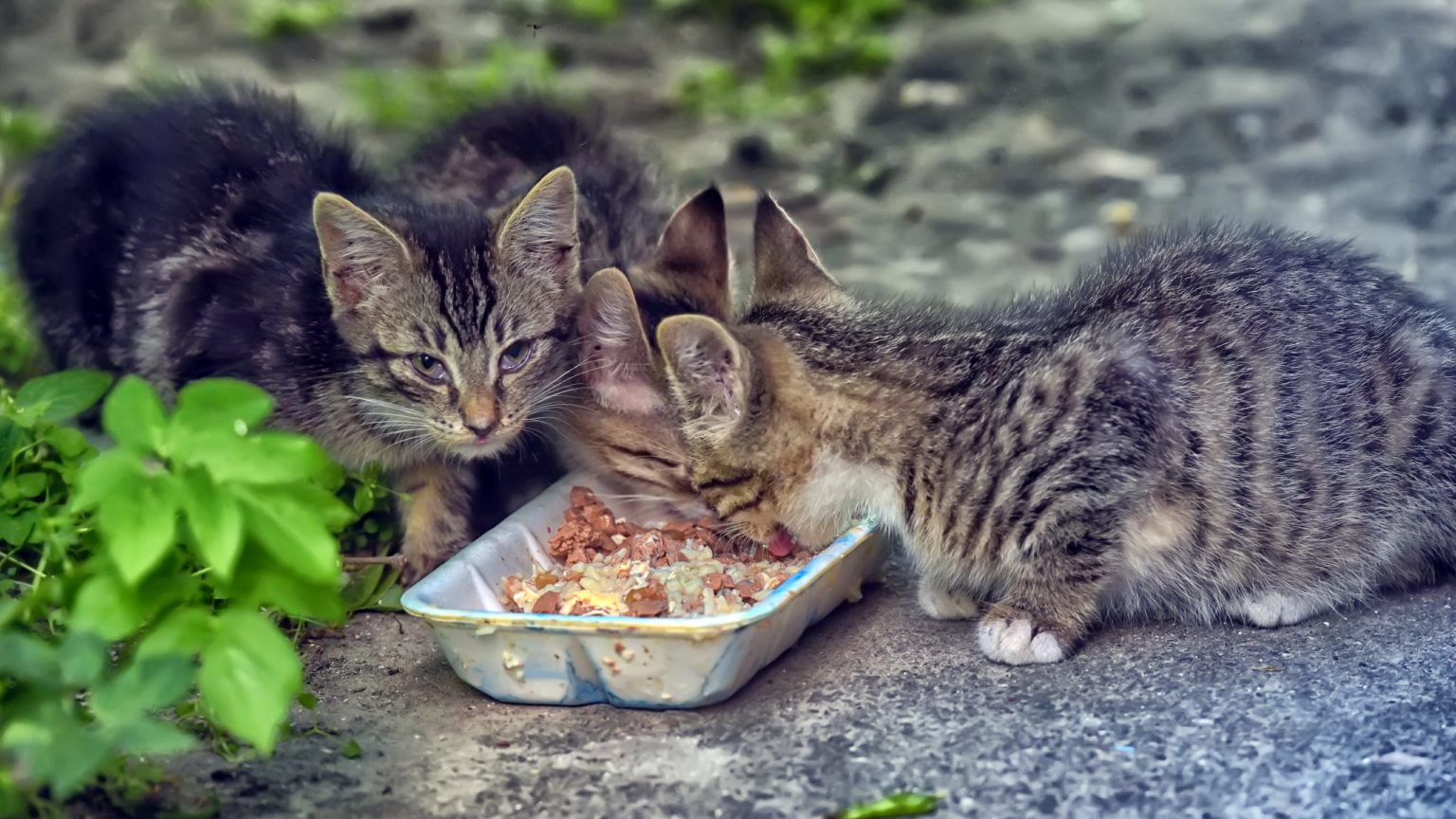 What Can I Feed A Stray Cat?