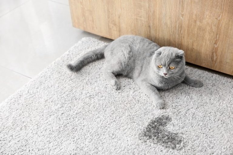 ways-to-remove-cat-urine-from-carpet