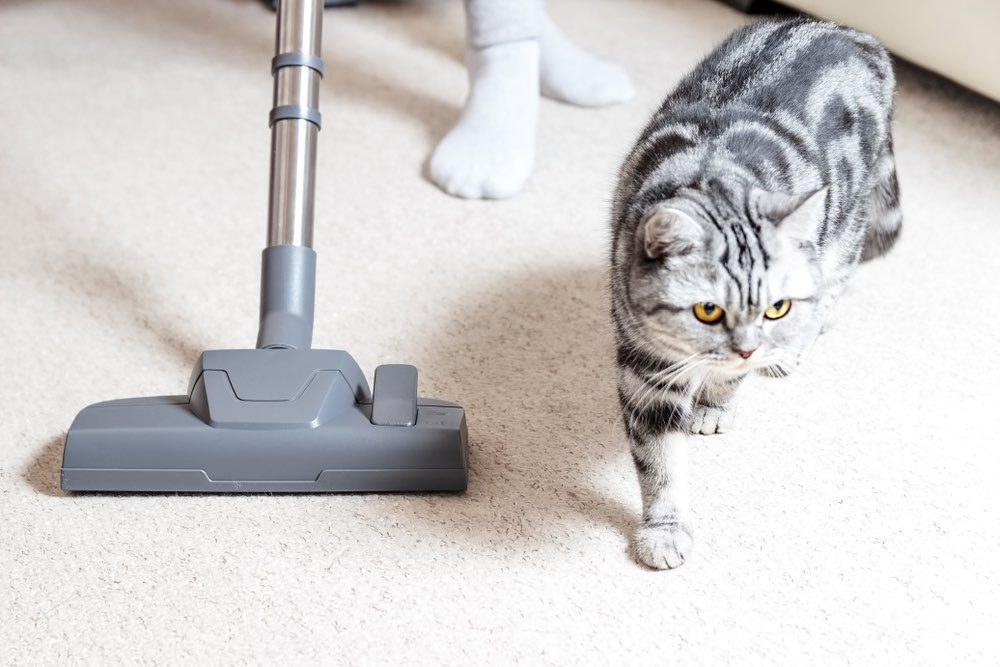 cat-vomit-removal-from-carpet