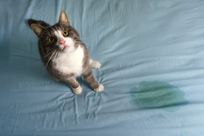 why-do-cats-pee-on-your-bed