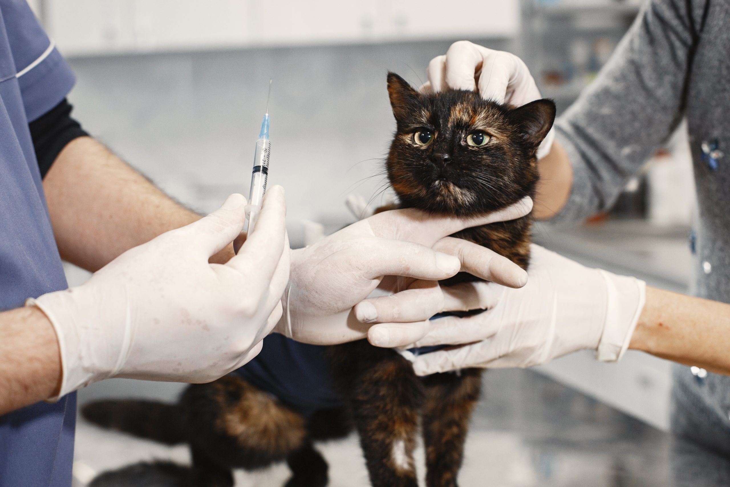 Do House Cats Need Rabies Shots at Kristen Bailey blog