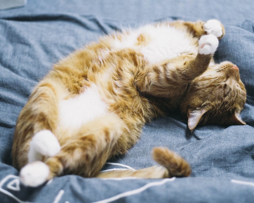 5-reasons-why-your-cat-sleeps-on-his-back