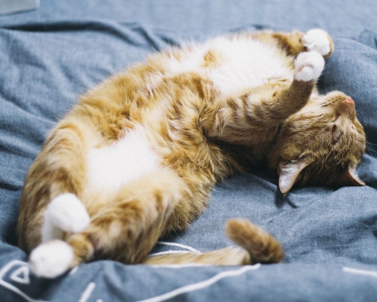 5 Reasons Why Your Cat Sleeps On His Back