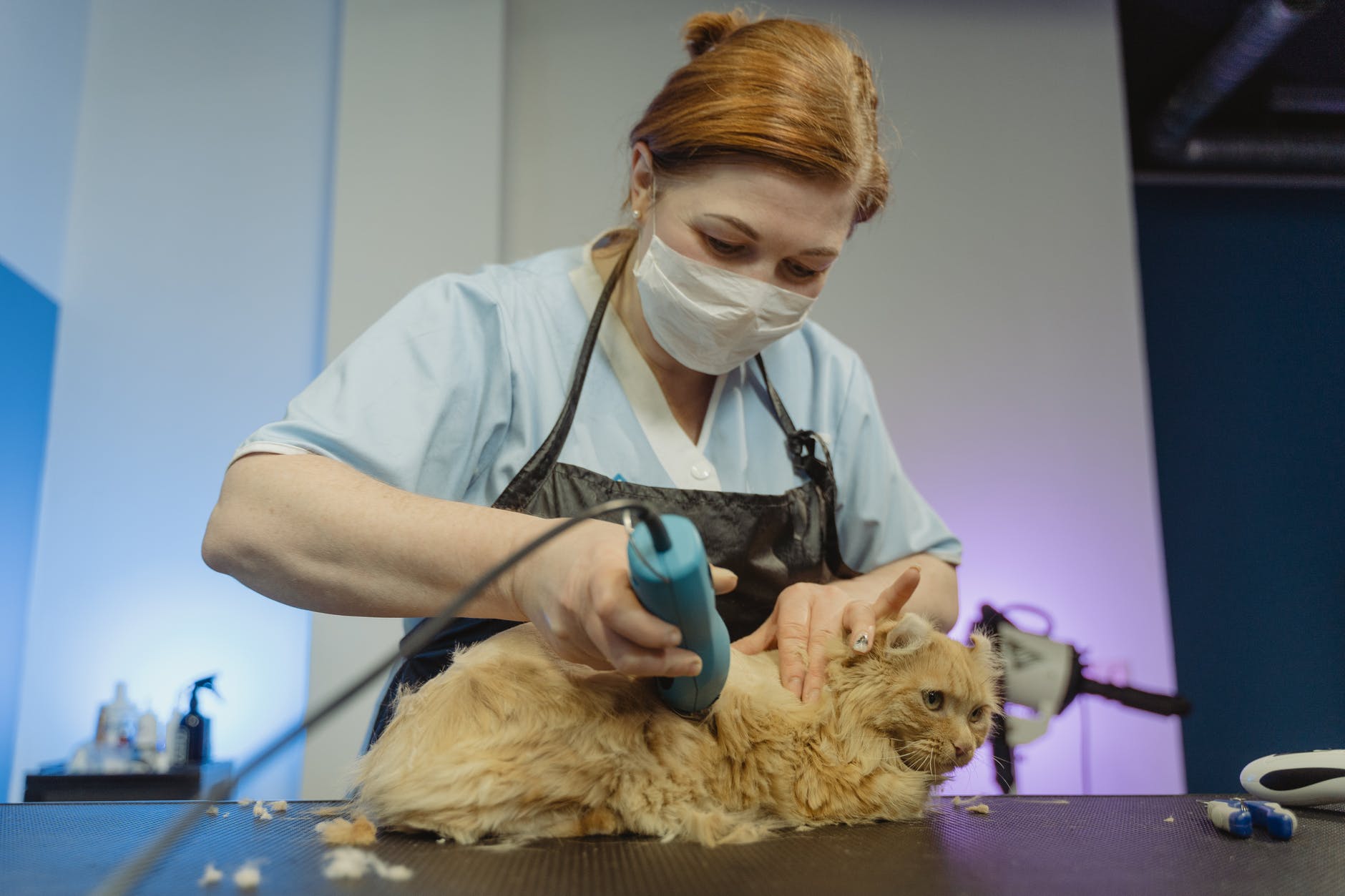 How TO Shave Your Cat