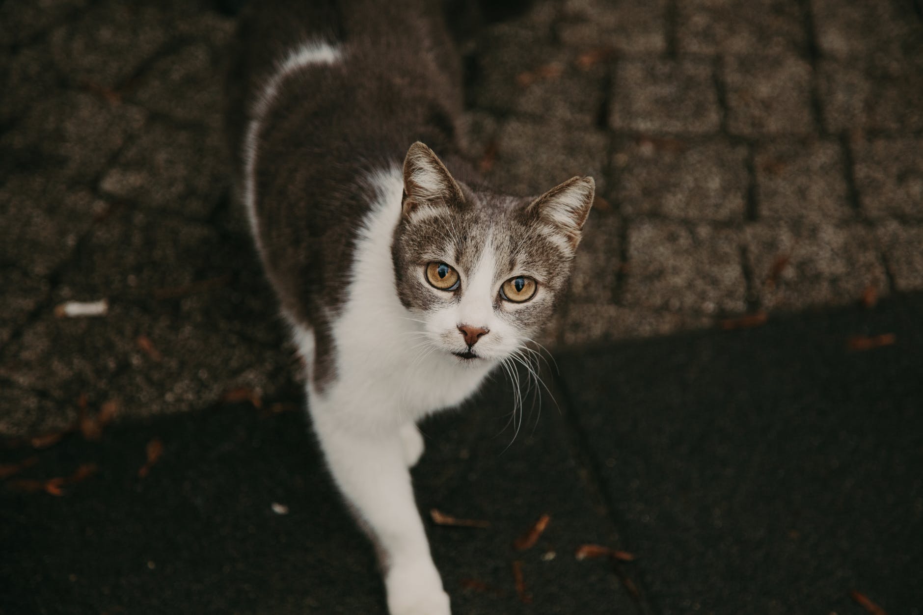 How Can You Tell If A Cat Is A Feral Cat