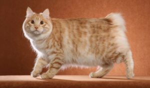 Kurilian Bobtail Cats: Island Treasures with Tails