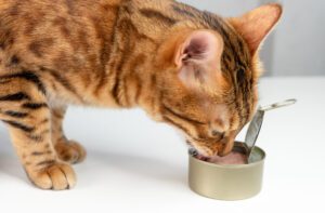 Tuna Treats: Can Cats Have Some?