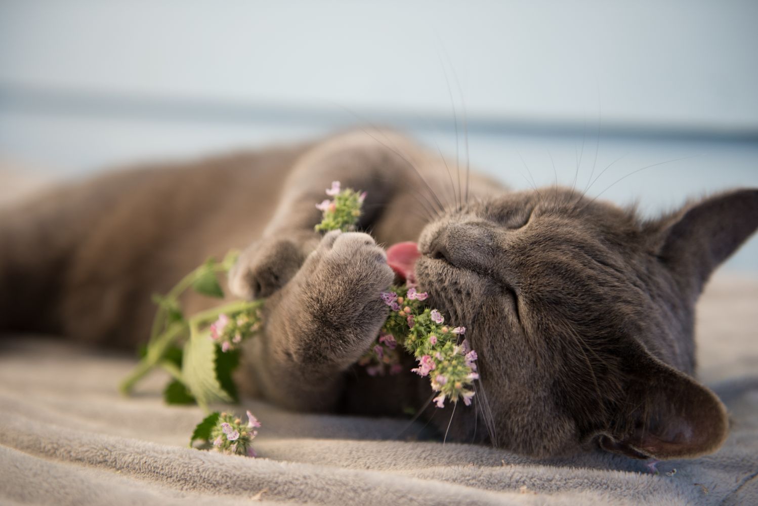 Gray,Cat,Enjoying,Fresh,Catnip,Outside