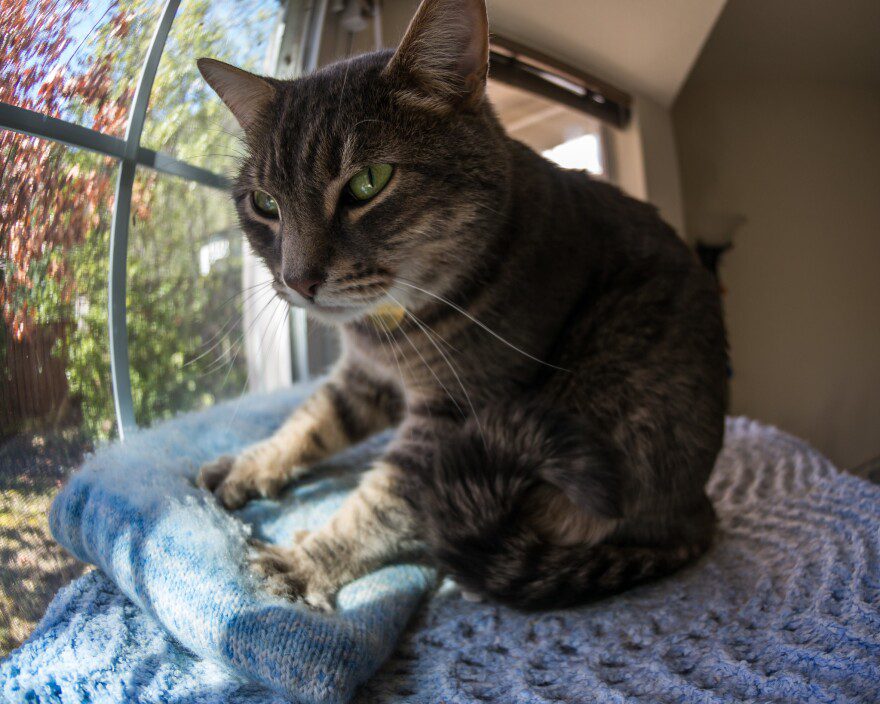 The Cozy Ritual Why Cats Knead Softly