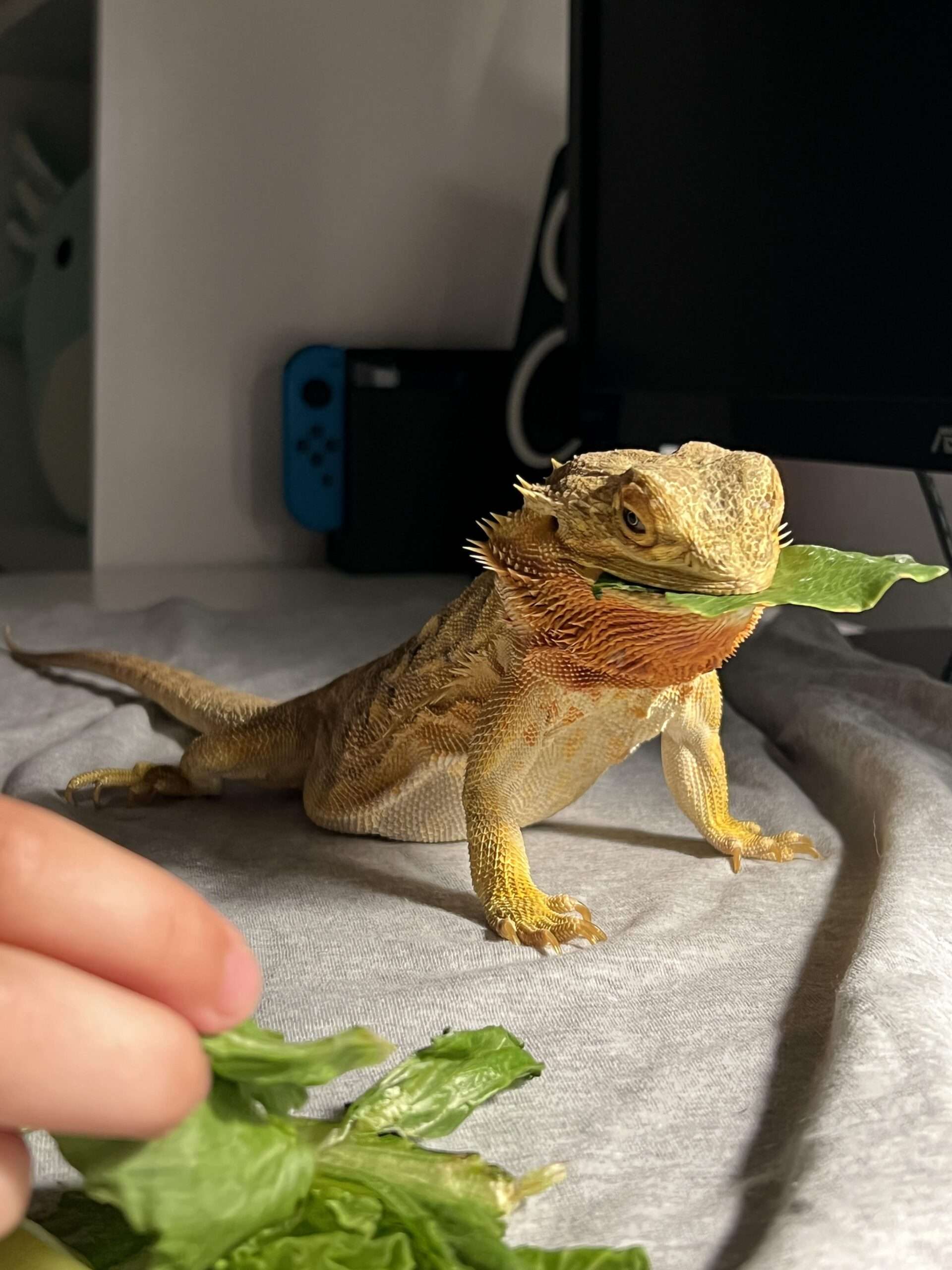 Bearded Dragon Collard Greens