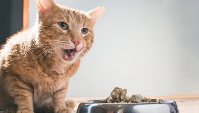 how-to-stop-your-cat-meowing-after-eating