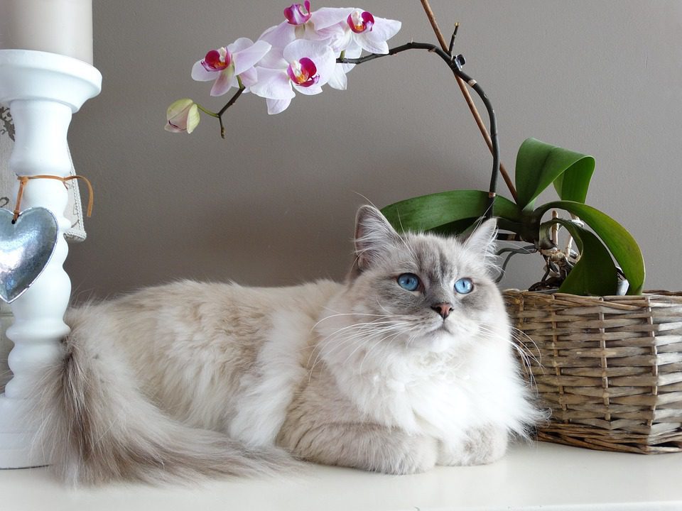 How Much Is A Ragdoll Cat Worth