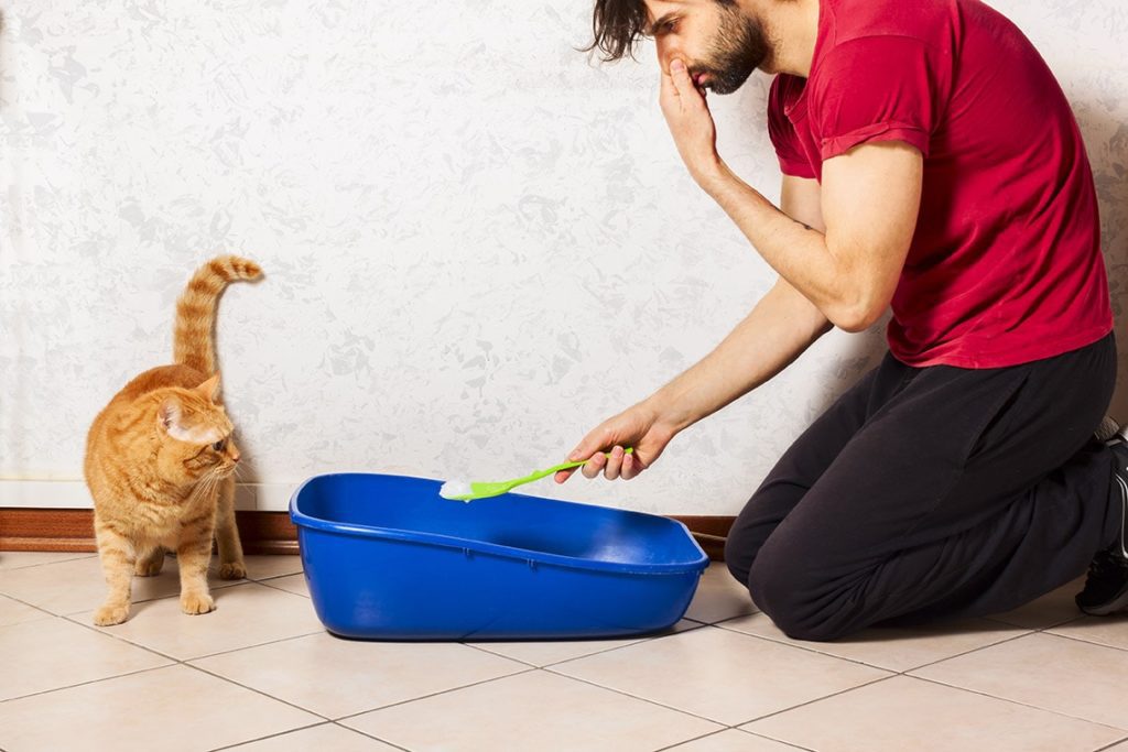 how-to-get-free-cat-food-in-battle-cats-wildcreaturey