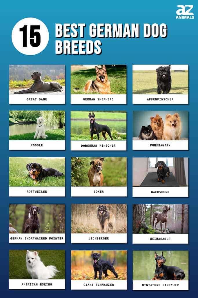 10 Best Dog Breeds From Germany-WildCreaturey