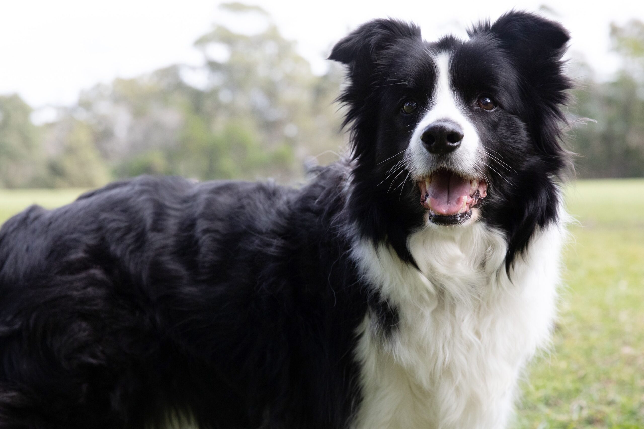 10 Best Dog Breeds for Obedience-WildCreaturey