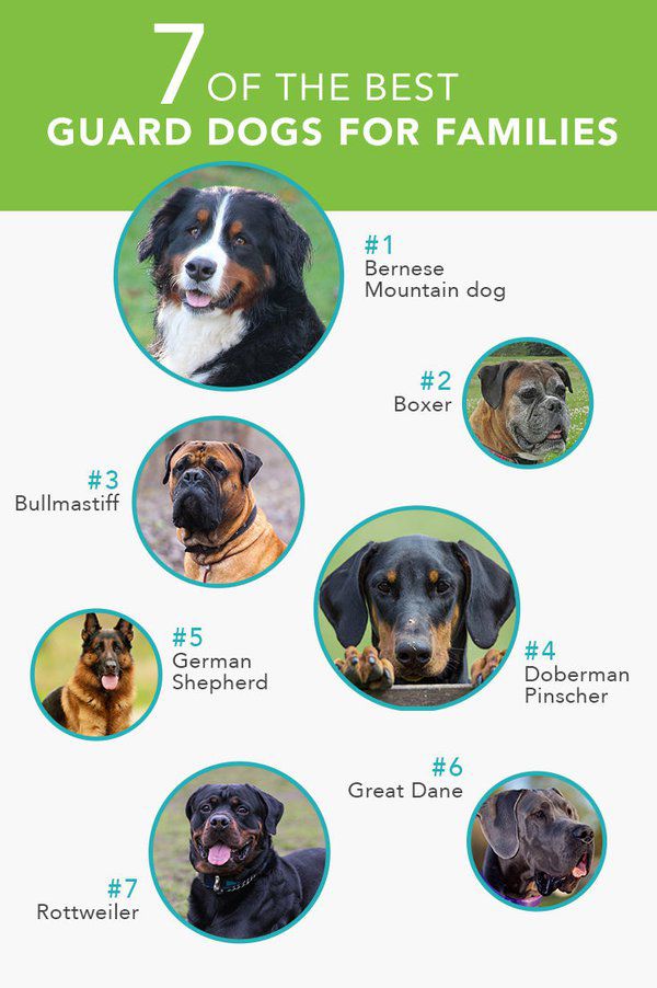 10 Best Dog Breeds for Protection-WildCreaturey