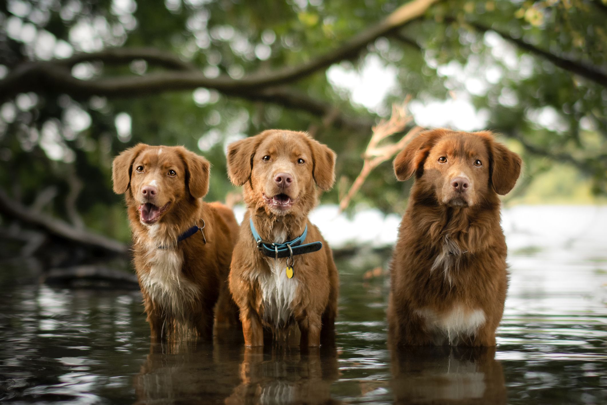 10 Best Dog Breeds for Swimming and Water Activities-WildCreaturey