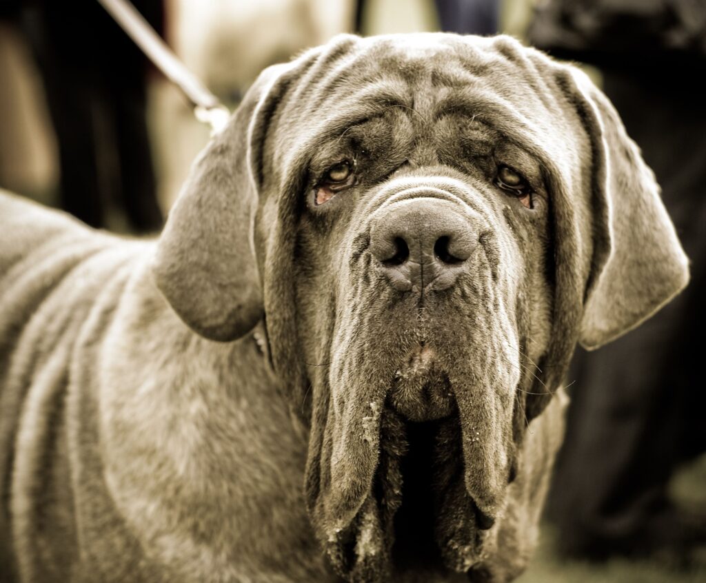 10 Dog Breeds That Drool the Most-WildCreaturey