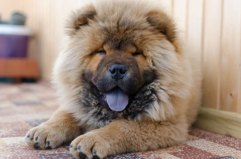 10 Dog Breeds That Look Like Bears-WildCreaturey