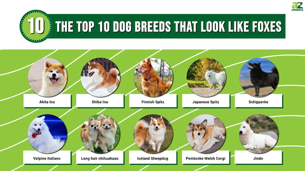 10 Dog Breeds That Look the Most Like Foxes-WildCreaturey