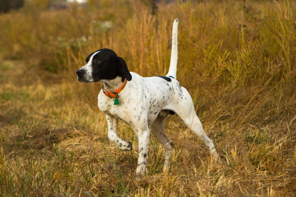 10 Dog Breeds That Point Out Prey-WildCreaturey