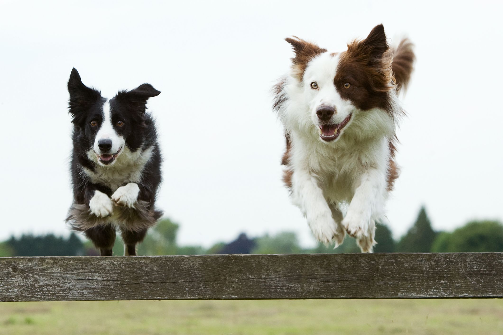 10 of the Healthiest Dog Breeds-WildCreaturey