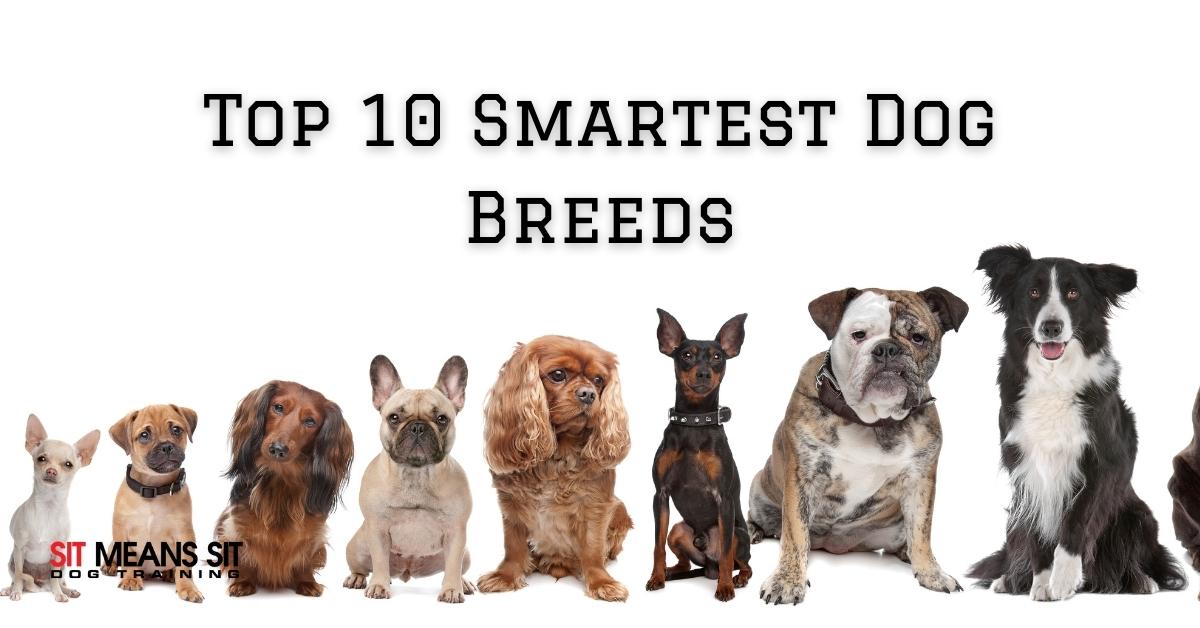 10 of the Smartest Dog Breeds-WildCreaturey