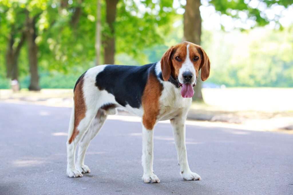 11 Best Hound Breeds for Following A Scent-WildCreaturey