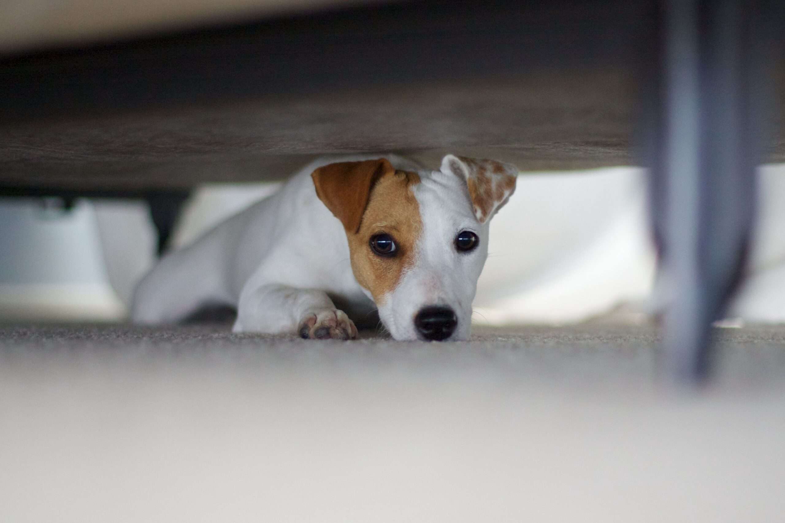 11 Common Dog Fears and Phobias-WildCreaturey