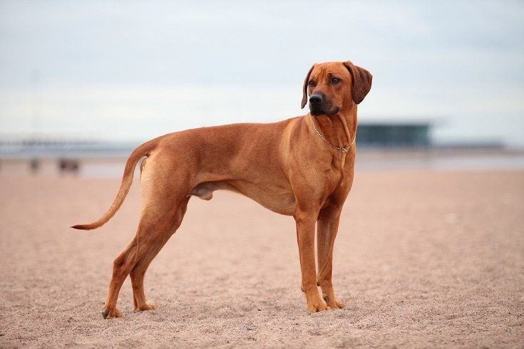 11 Dog Breeds That Originated in Africa-WildCreaturey