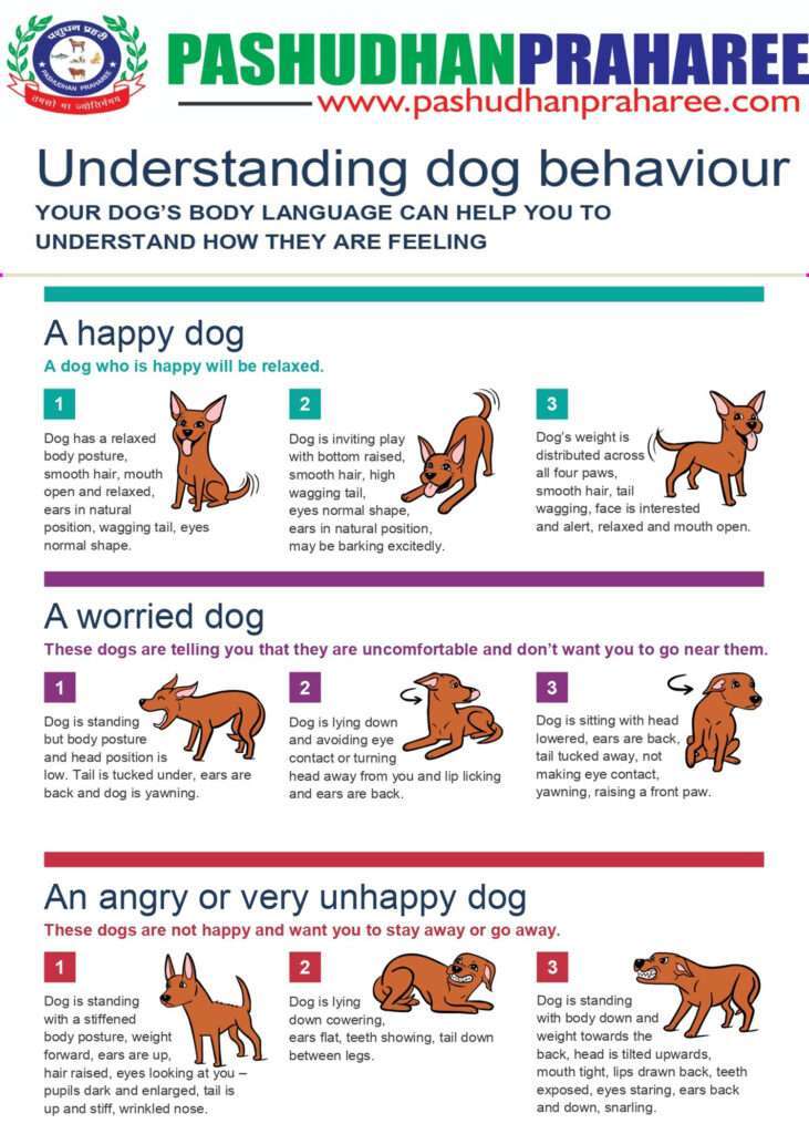 12 Common Dog Behavior Problems and Solutions-WildCreaturey