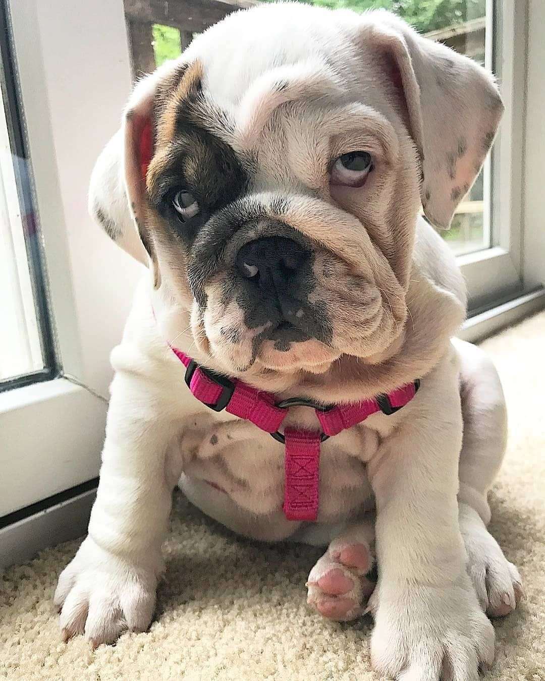 12 Cute Bulldogs and Facts That Will Win Your Heart-WildCreaturey