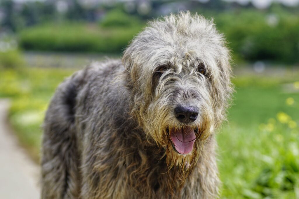 12 Dog Breeds That Are Wirehaired-WildCreaturey