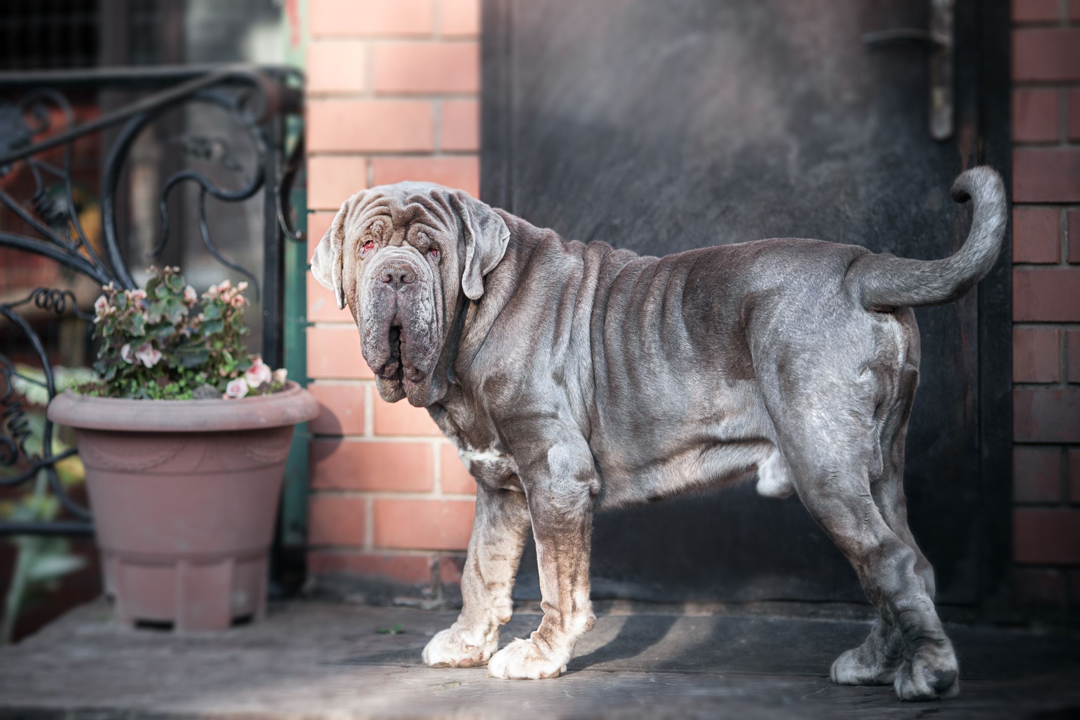 12 Wrinkly Dog Breeds That Will Steal Your Heart-WildCreaturey