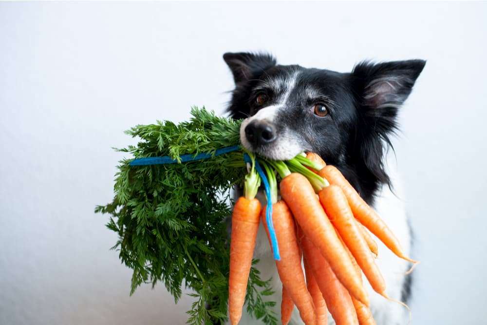 12 of the Best Vegetables for Dogs-WildCreaturey
