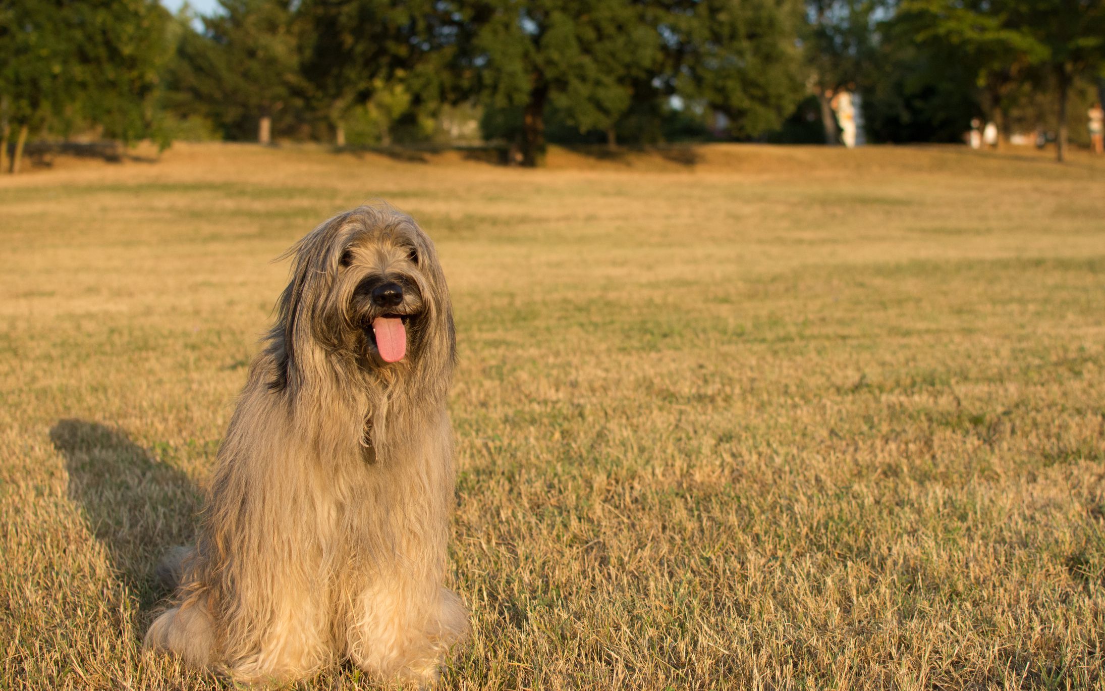 13 Top Dog Breeds From Spain-WildCreaturey