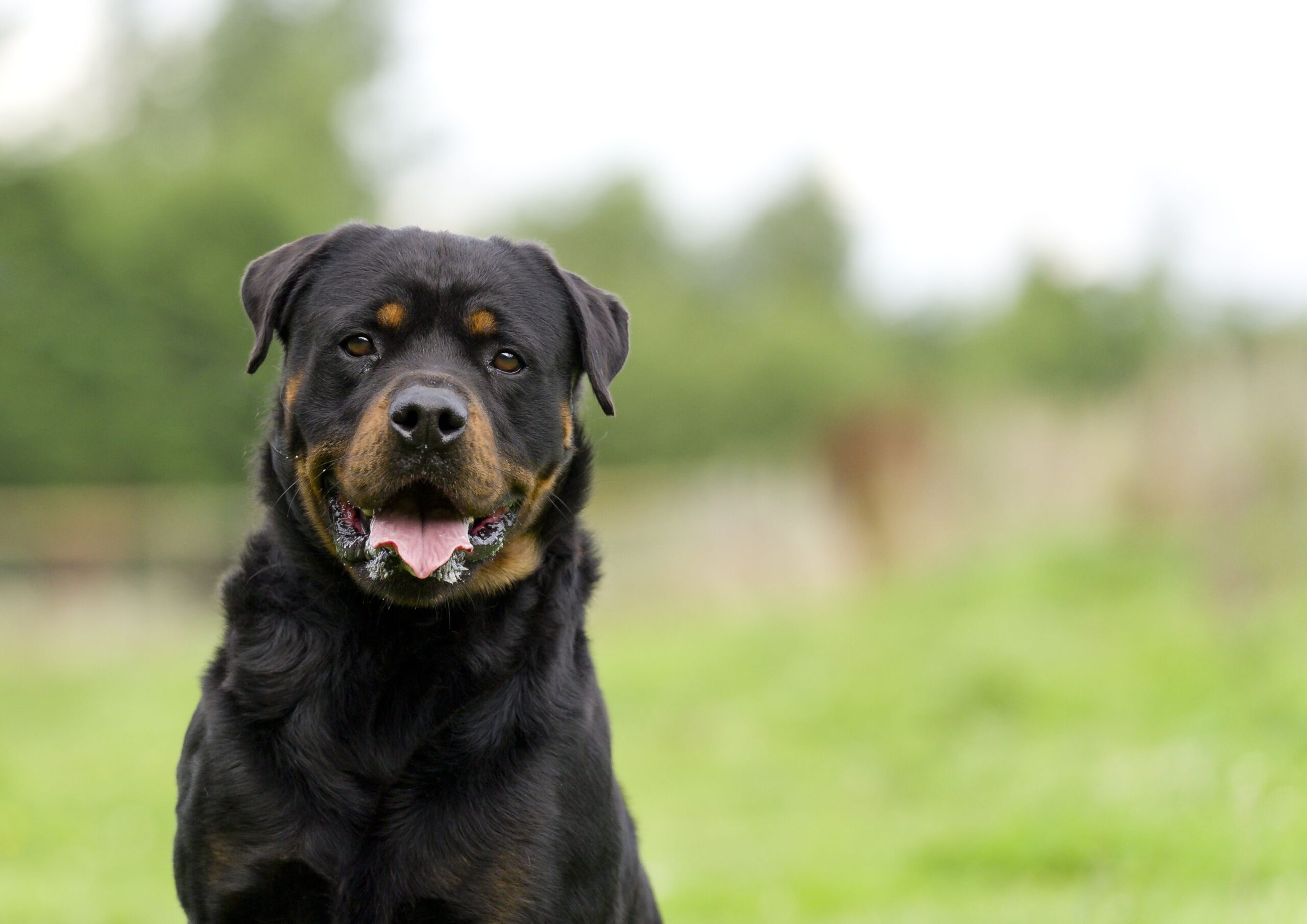 14 Best Black-and-Tan Dog Breeds-WildCreaturey