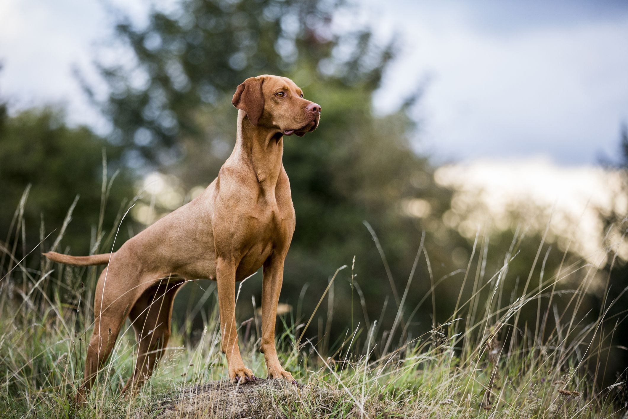 15 Best Dogs for Hiking and Climbing-WildCreaturey