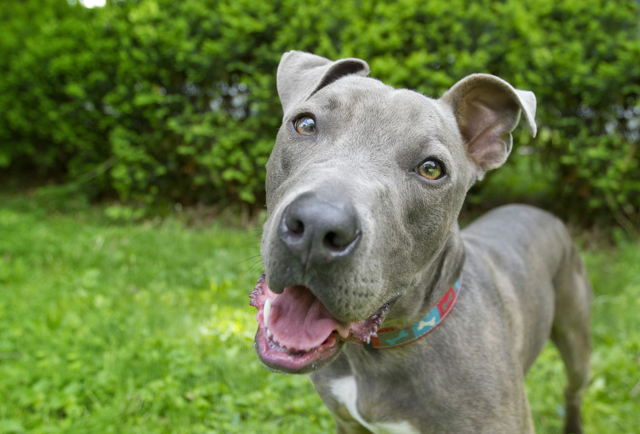 15 Blue Dog Breeds for Lovers of this Unique Color-WildCreaturey