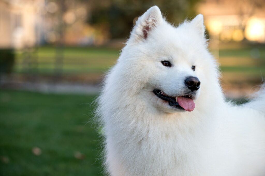 15 Dog Breeds That Only Have White Coats-WildCreaturey