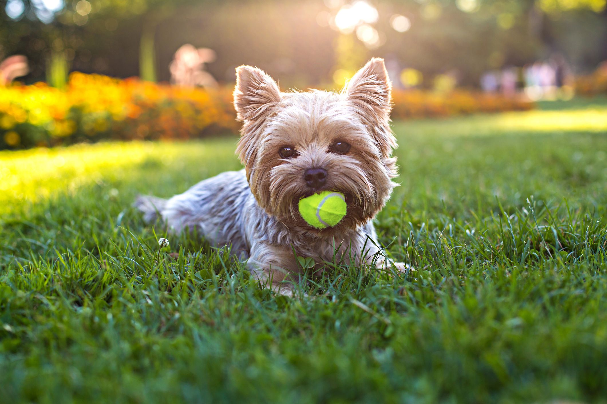 15 Dog Breeds That Thrive in Hot Weather-WildCreaturey