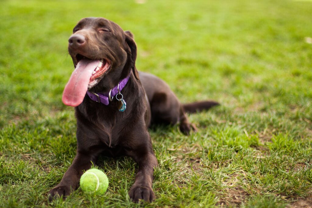 15 Popular Brown Dog Breeds-WildCreaturey