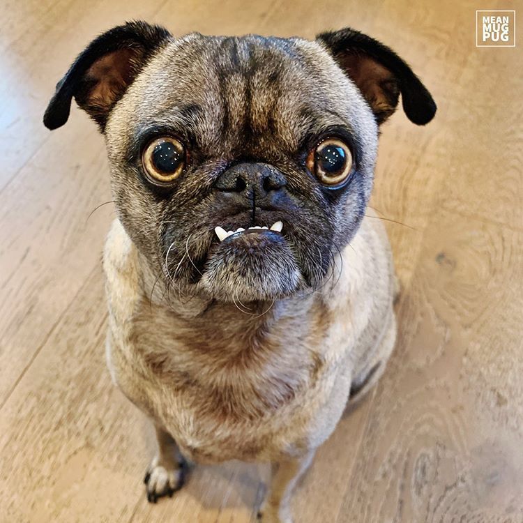 15 Pugs to Follow if You Love Doug the Pug-WildCreaturey