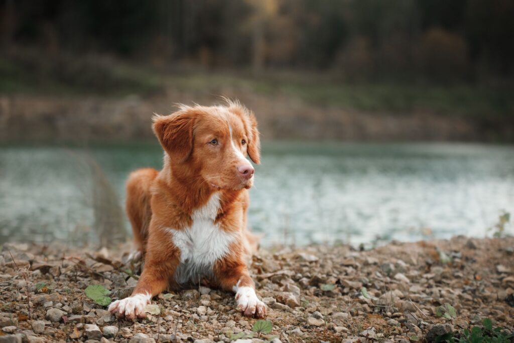 15 Red Dog Breeds That Turn Heads-WildCreaturey