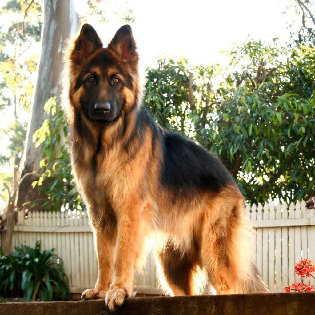 16 Cute German Shepherd Dogs & Puppies-WildCreaturey