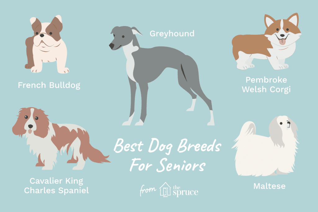 17 Best Dog Breeds for Older Adults-WildCreaturey