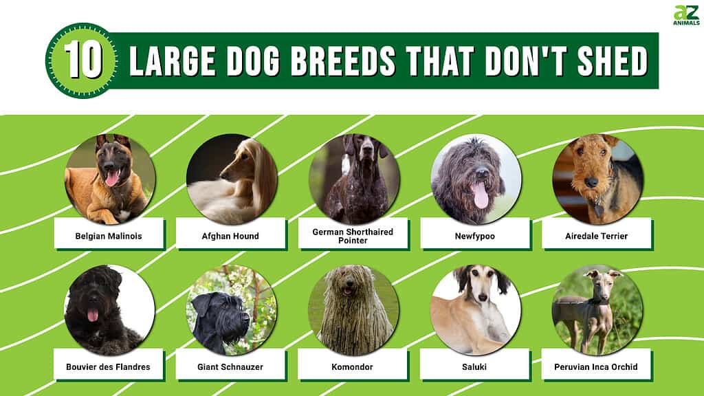 Dog Breeds - WildCreaturey