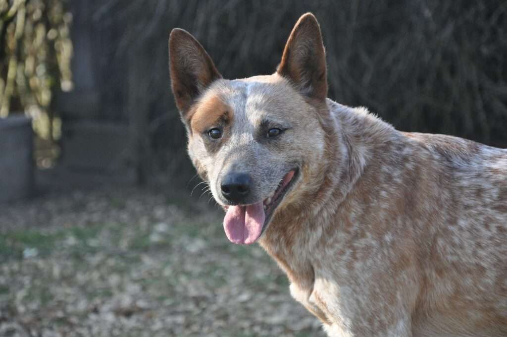 17 Top Dog Breeds for Herding Livestock-WildCreaturey